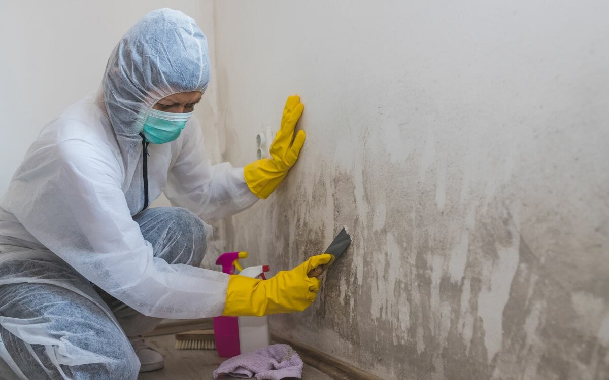 Mold Removal Contractor GTA - 24 Emergency Service