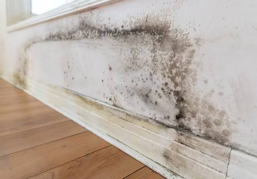 How Fast Does Mold Grow After Water Damage? | DESA